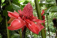 flora and fauna Costa Rica
