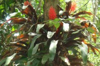 flora and fauna Costa Rica