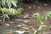 nature wonders trip, crocodile trip costa rica